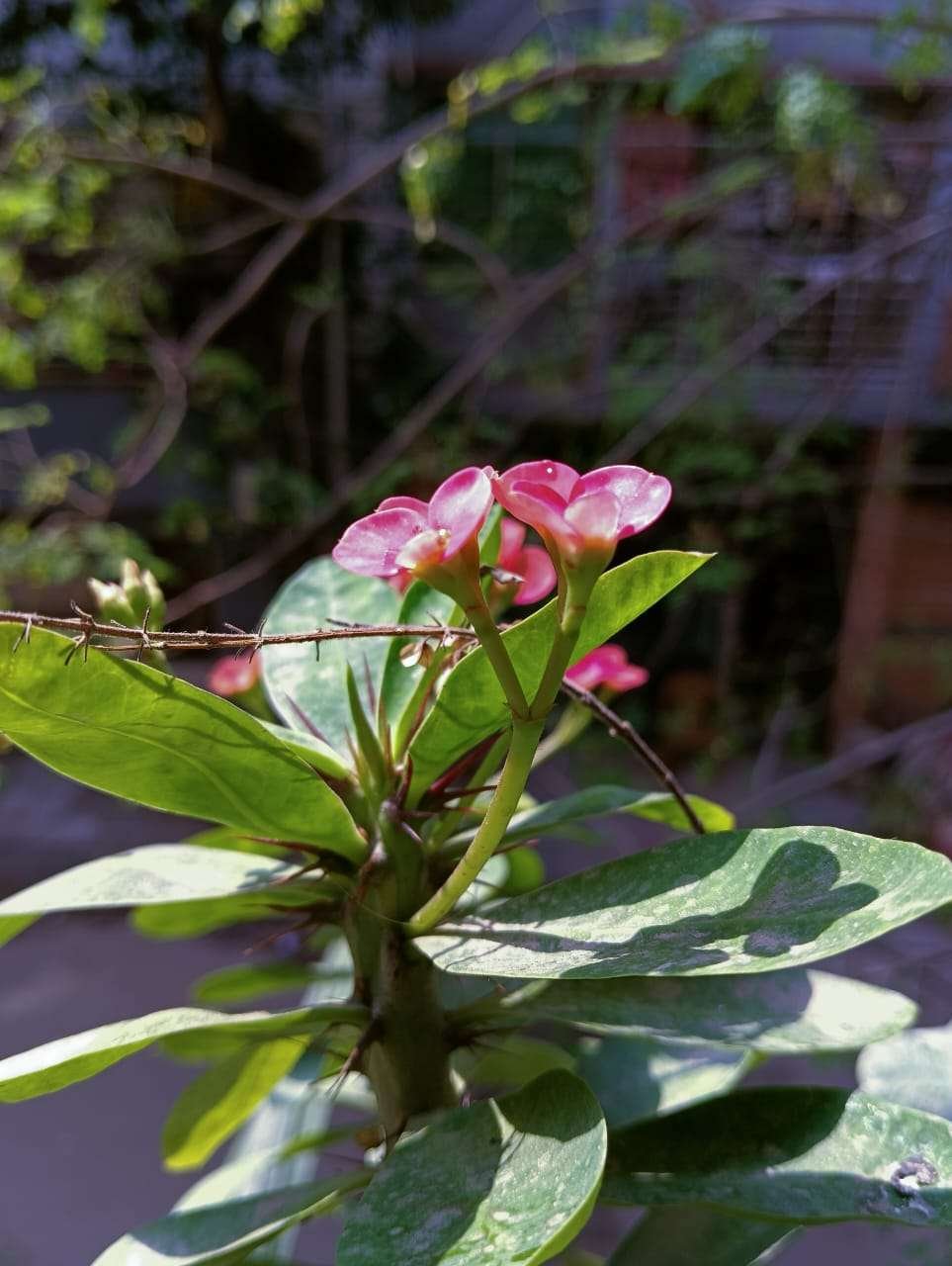 Beautiful Flower