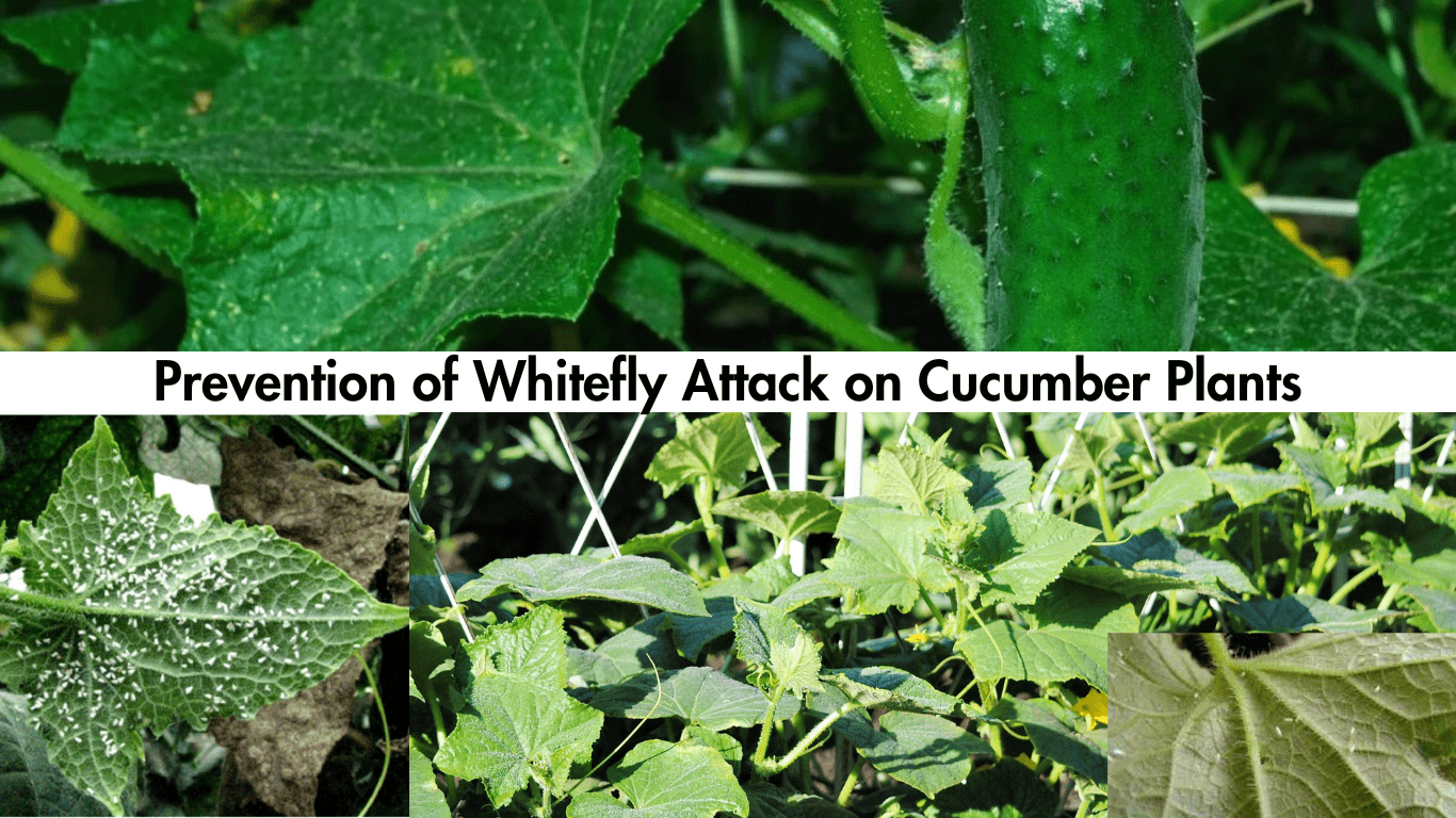 Prevention of Whitefly Attack on Cucumber Plants