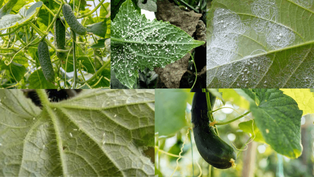 Prevention of Whitefly Attack on Cucumber Plants