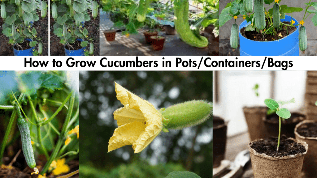 How to Grow Cucumbers in Pots / Container / Bags