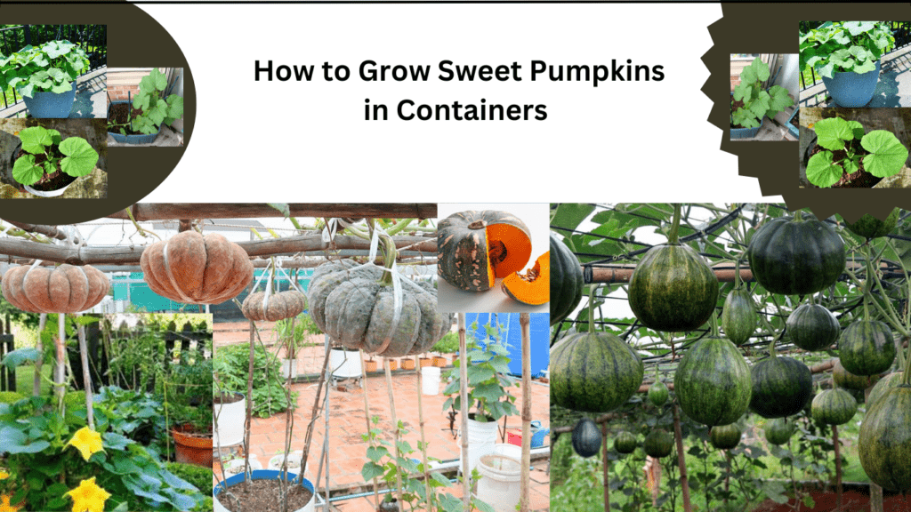 How to Grow Sweet Pumpkins in Containers