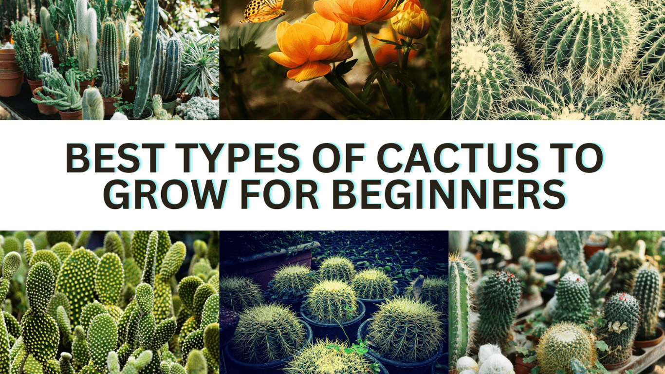 Best Types of Cactus to Grow for Beginners