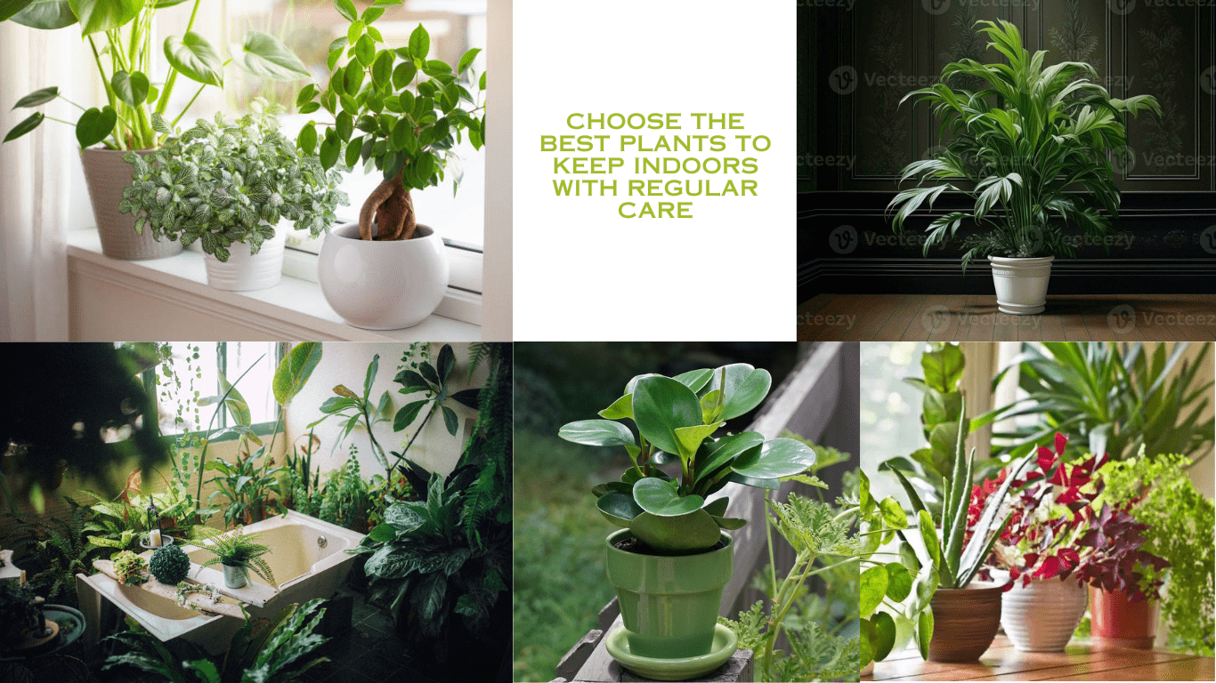 Choose the best plants to keep indoors with regular care