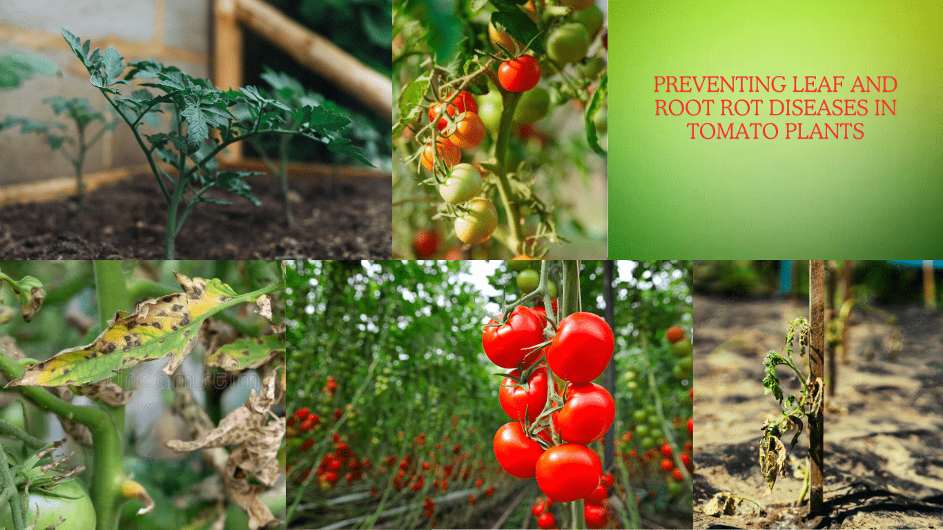 Preventing Leaf and Root Rot Diseases in Tomato Plants