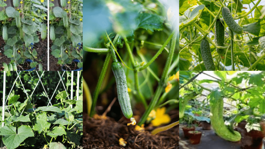 How to Grow Cucumbers in Pots / Container / Bags