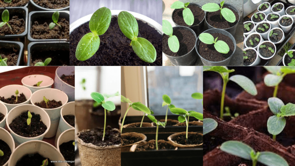 Growing seedlings from cucumber seeds: