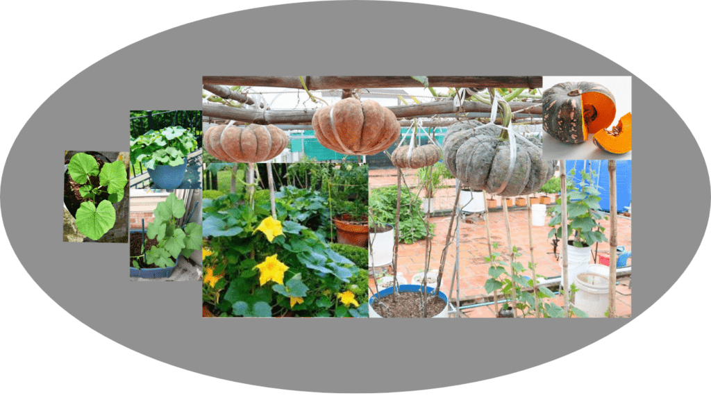 How to Grow Sweet Pumpkins in Containers