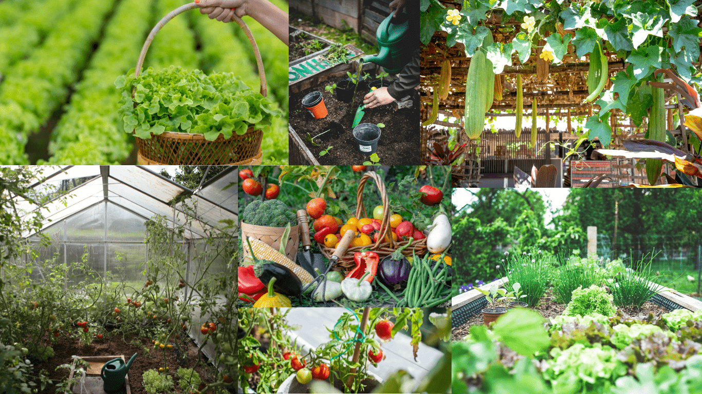 Vegetable gardening tips for beginners