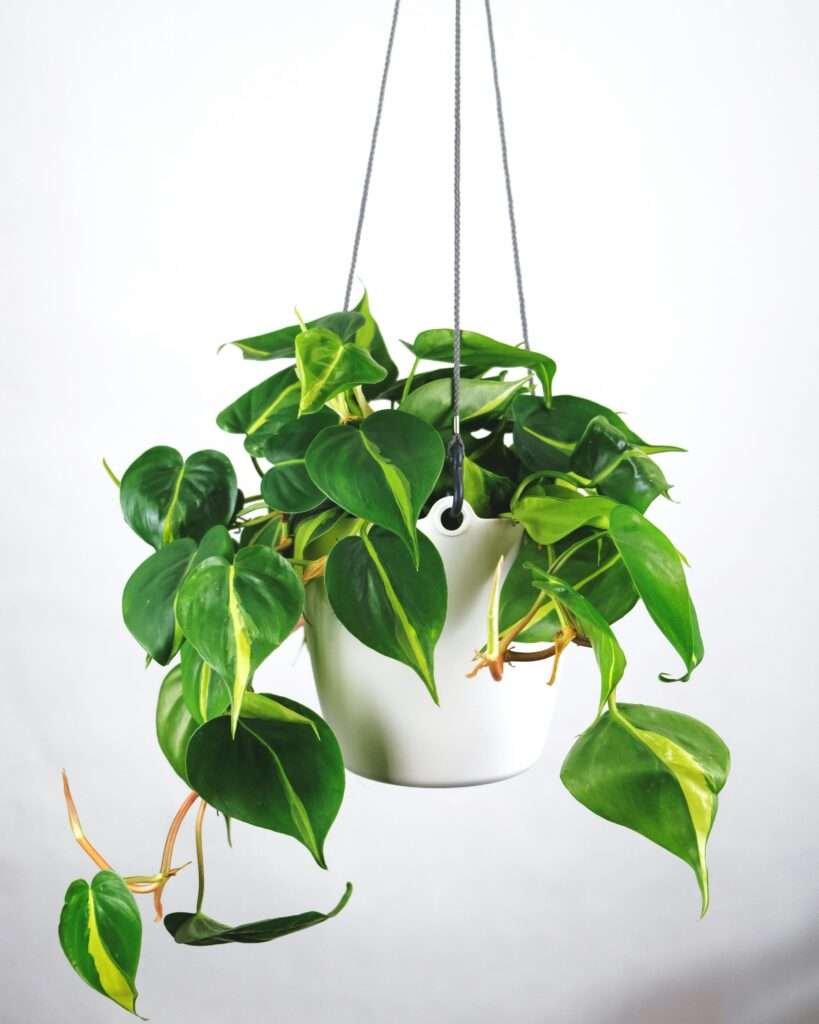 Choose the best plants to keep indoors with regular care