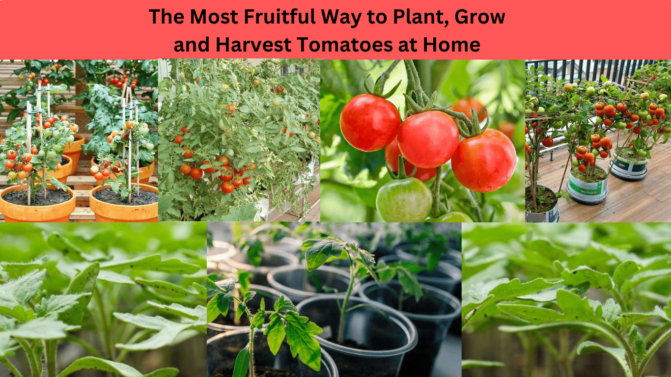 The Most Fruitful Way to Plant, Grow and Harvest Tomatoes at Home