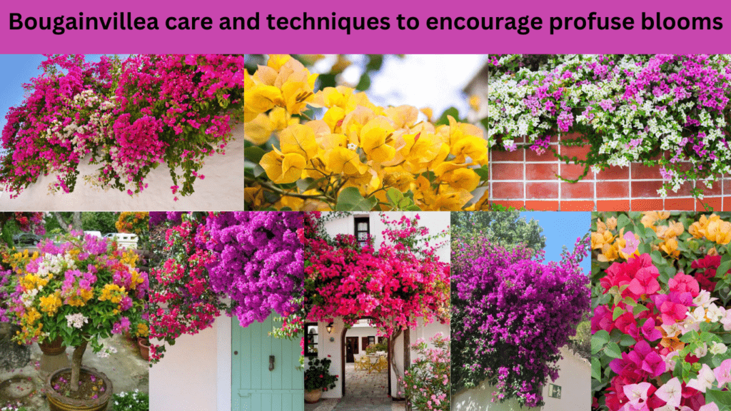 Bougainvillea care and techniques to encourage profuse blooms