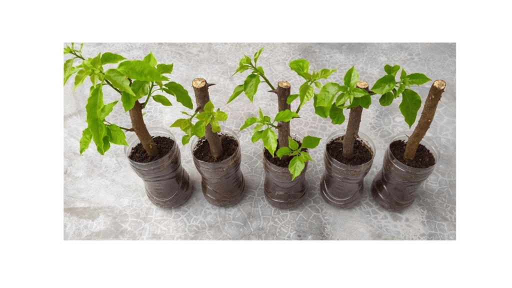 propagate your bougainvillea