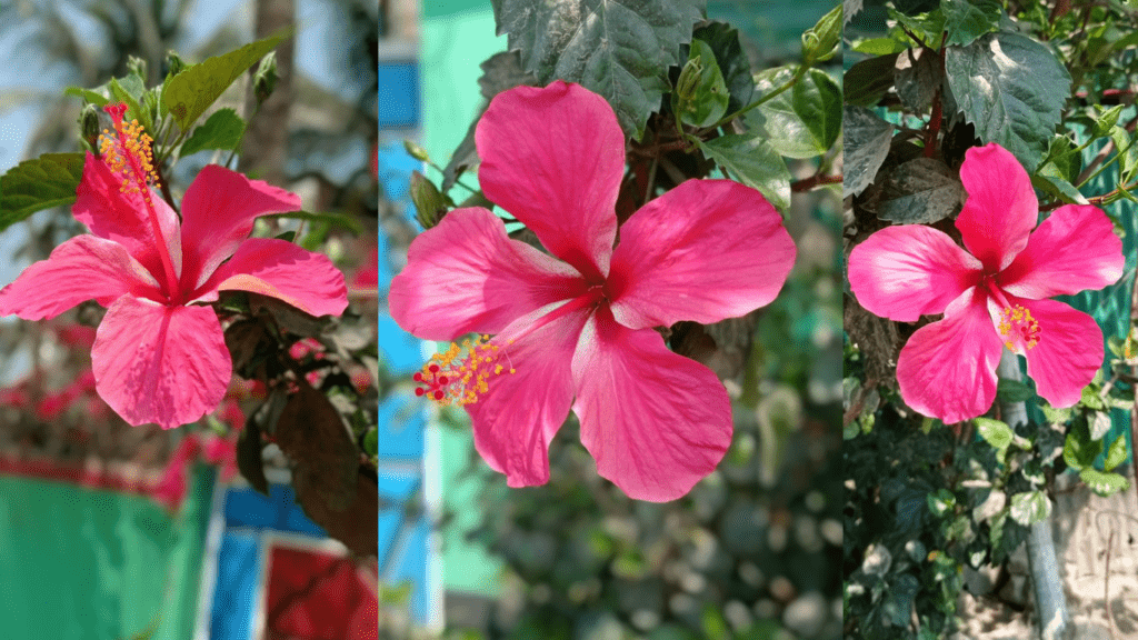 Why should you have a Hibiscus plant in your home?