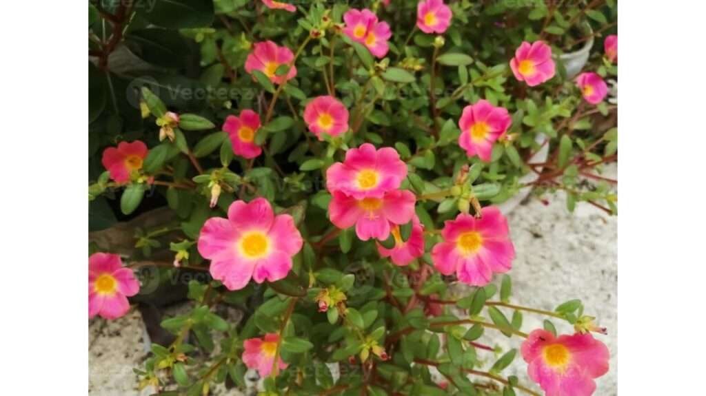 Cultivation, Care and Propagation of Portulaca or Moss rose