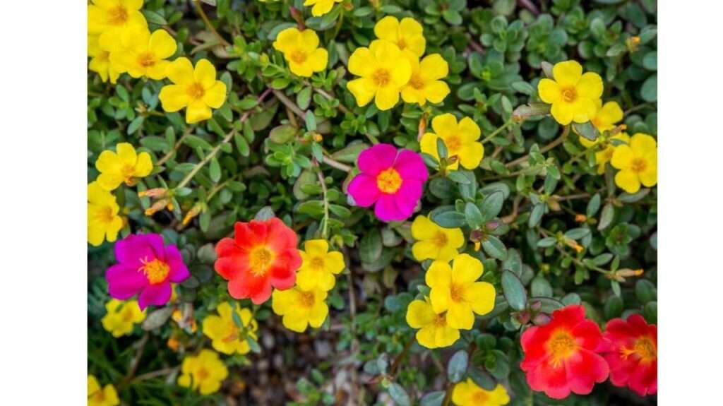 Cultivation, Care and Propagation of Portulaca or Moss rose