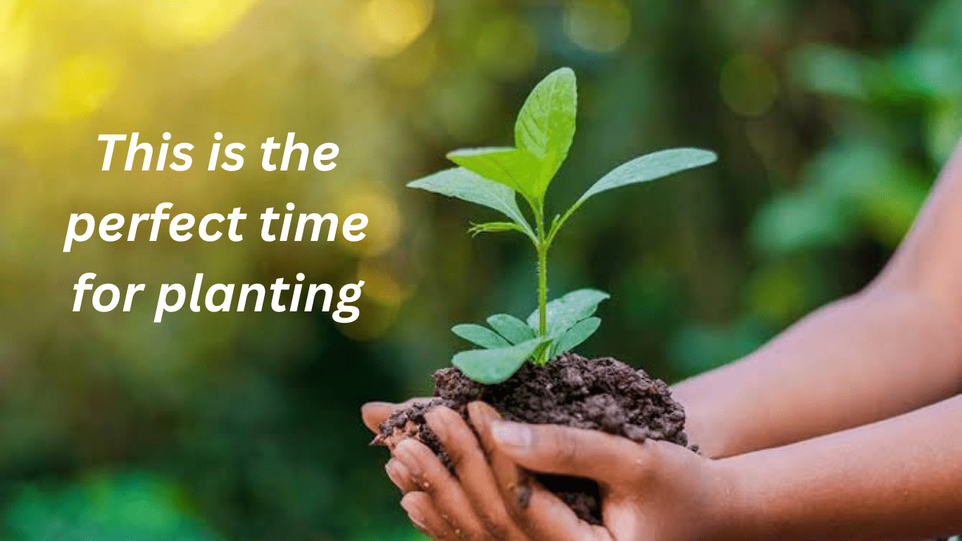 This is the perfect time for planting: Let's begin