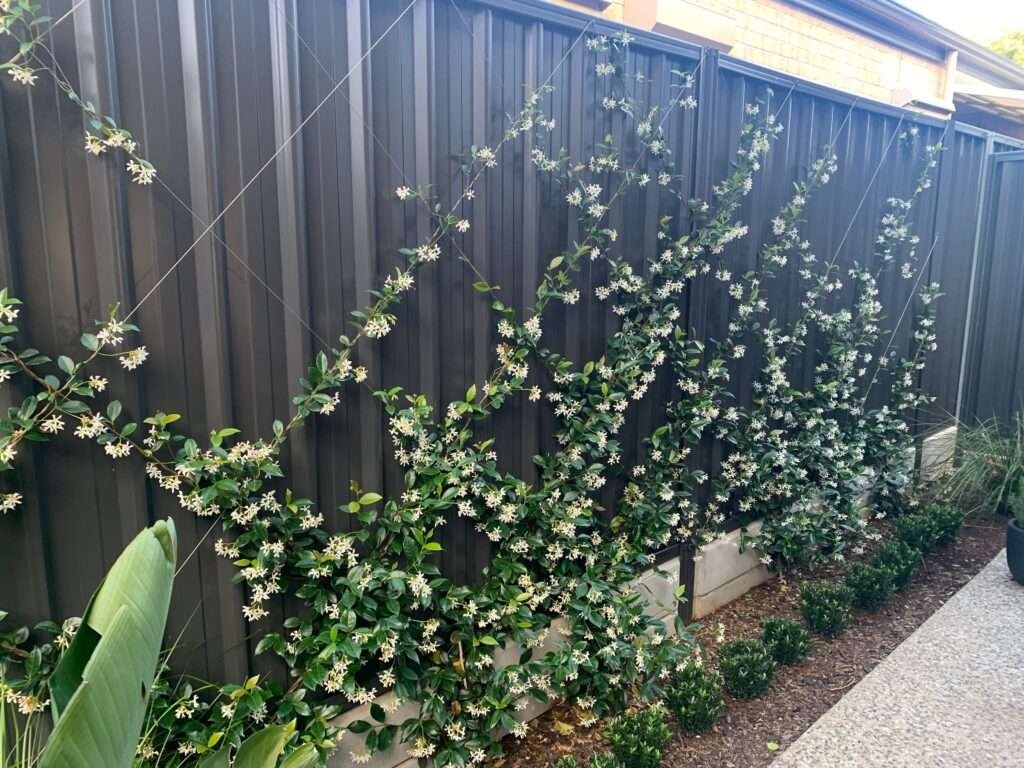 Climbers are plants that can grow vertically up a wall or fence