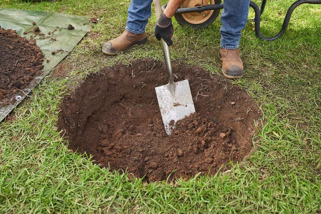 Newly planted saplings or cuttings should be staked and fenced with cages or barriers to protect them.