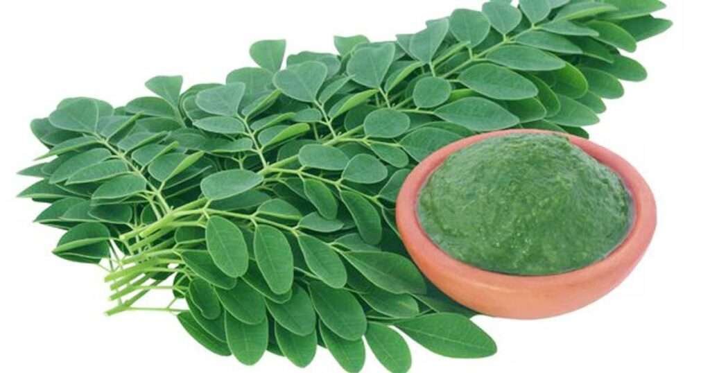 Moringa leaves