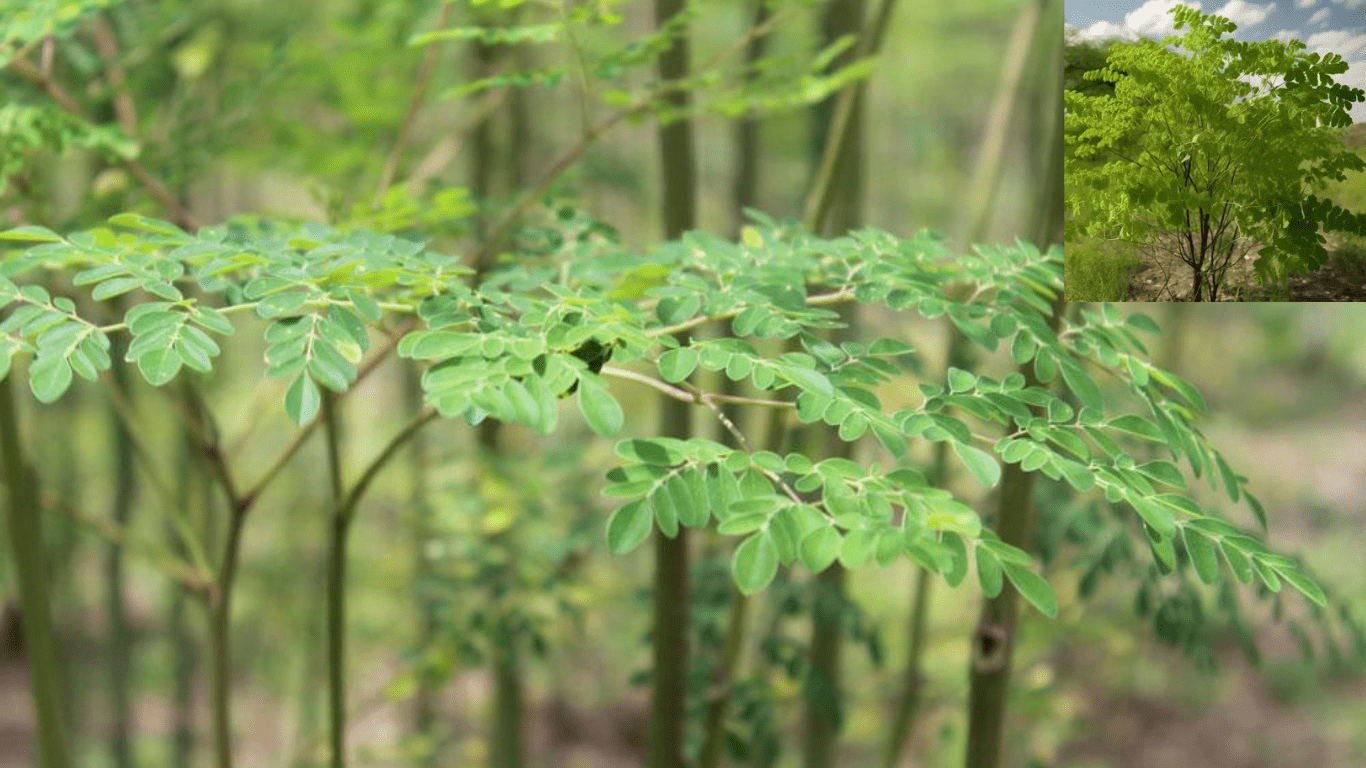 Why should you plant a Moringa tree at home and how to plant it?