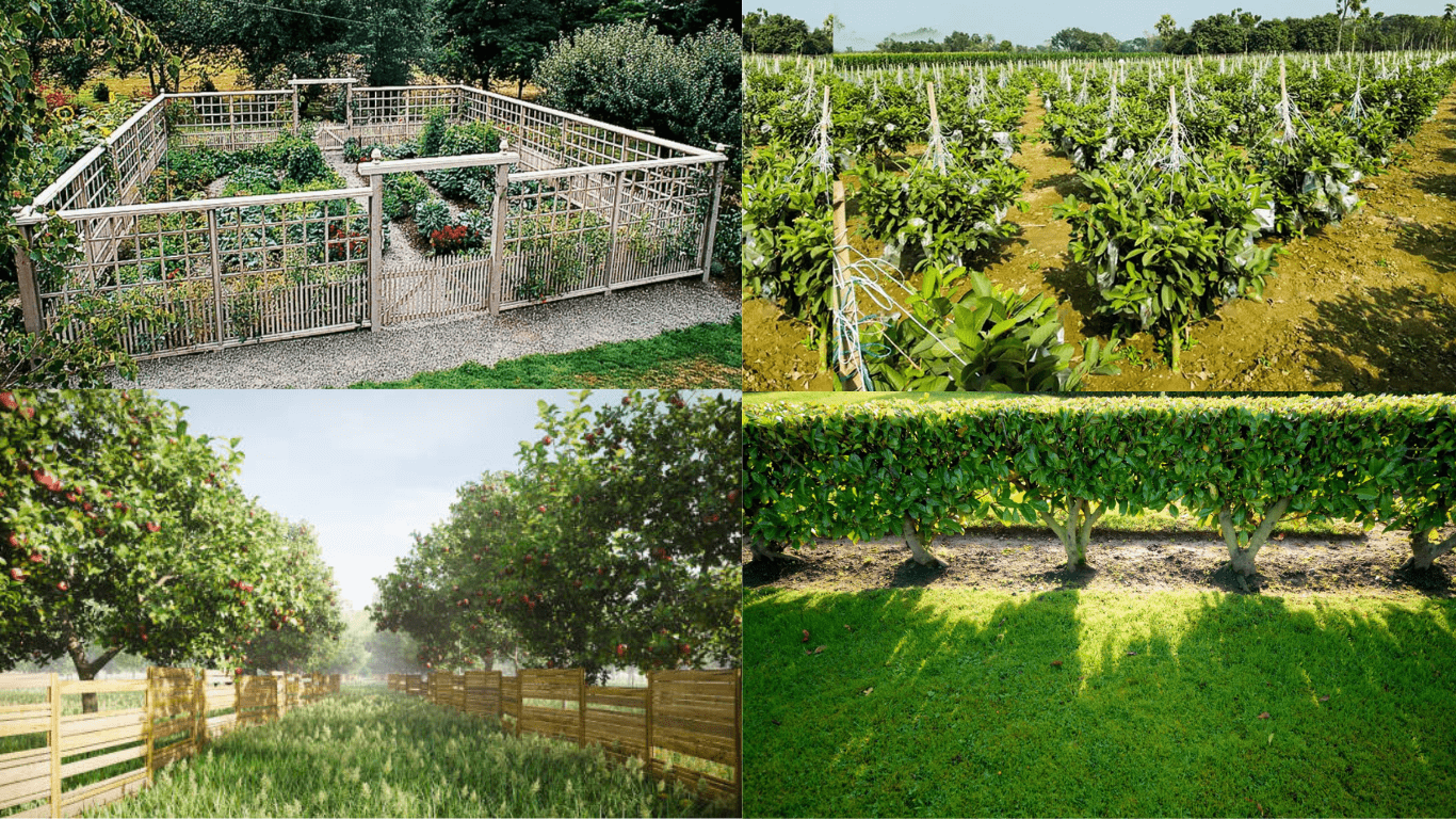 Before and after planting a fruit garden