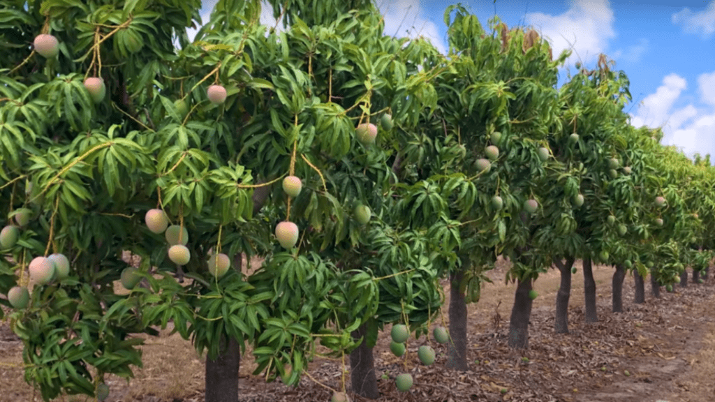 How do you create a mango garden?