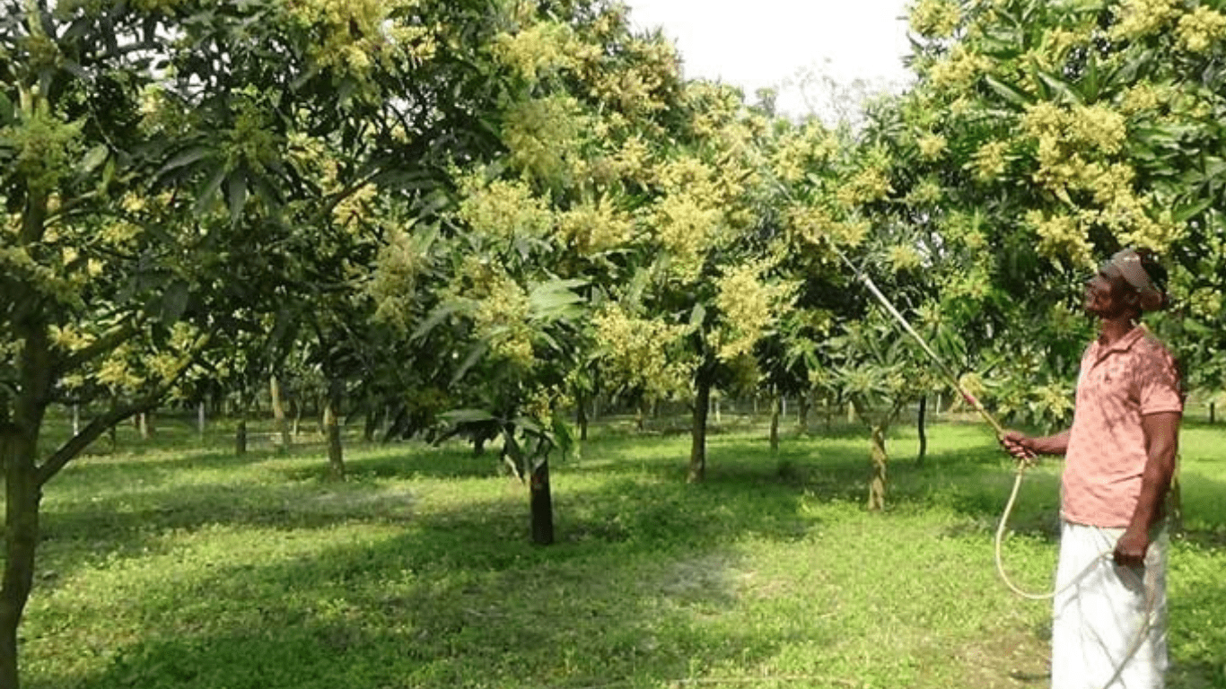 The care of mango orchards for increasing yield