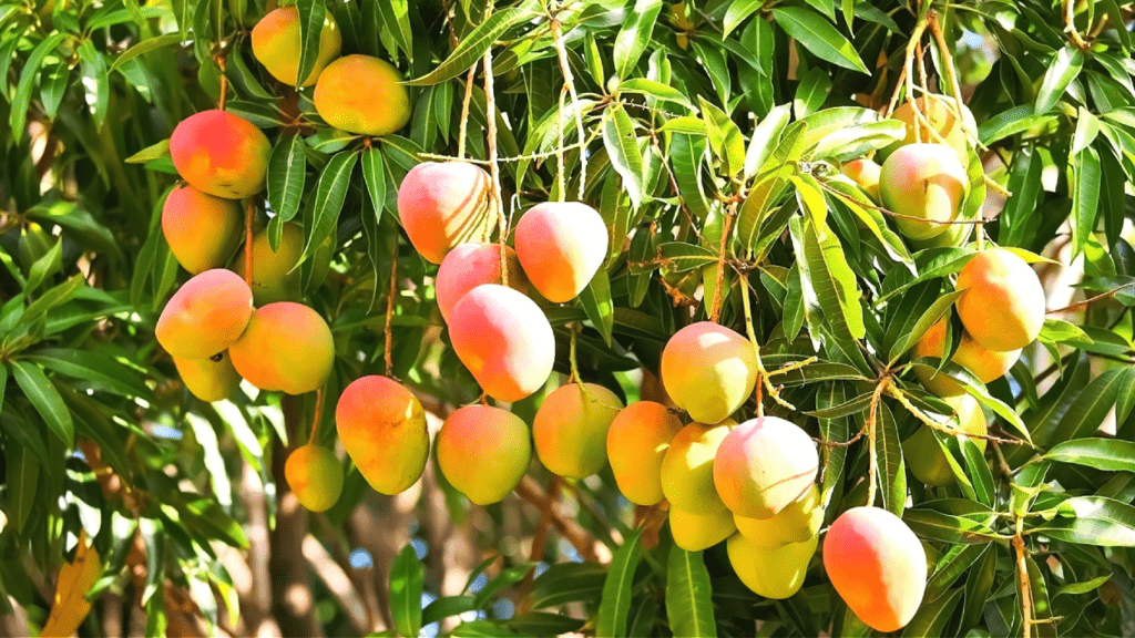 Mangoes can also be grown in home yards