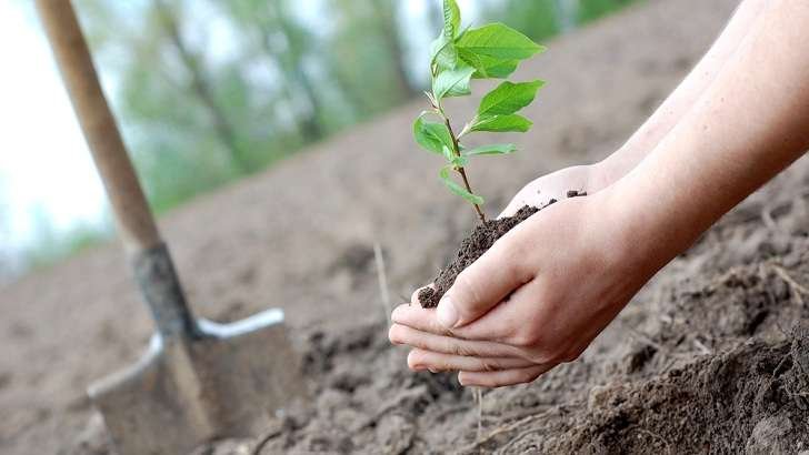 Newly planted saplings or cuttings should be staked and fenced with cages or barriers to protect them.