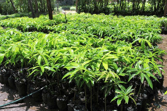 Newly planted saplings or cuttings should be staked and fenced with cages or barriers to protect them.