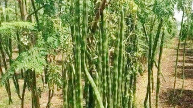 Moringa or Sajina