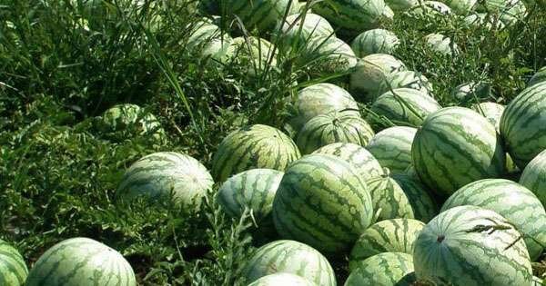 Varieties of watermelon