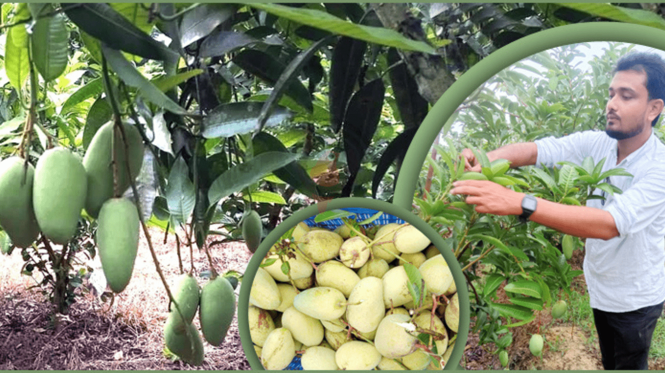 Thai Mango Cultivation Methods