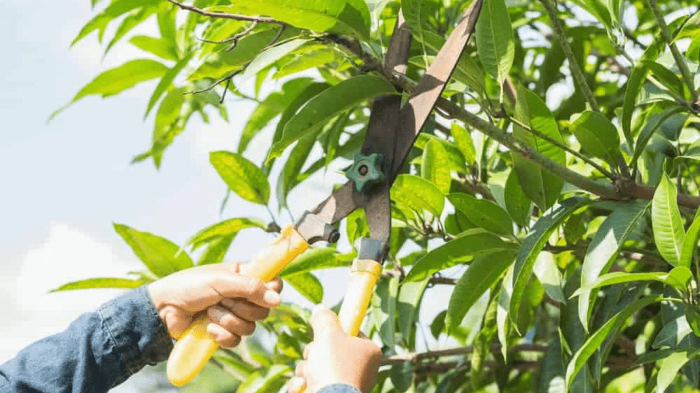 Tip Pruning to Increase Yield and Quality of Mangoes