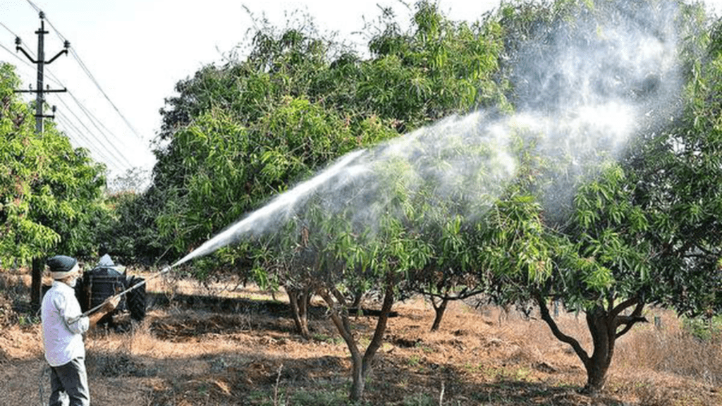 Disease and pest management in mango orchards