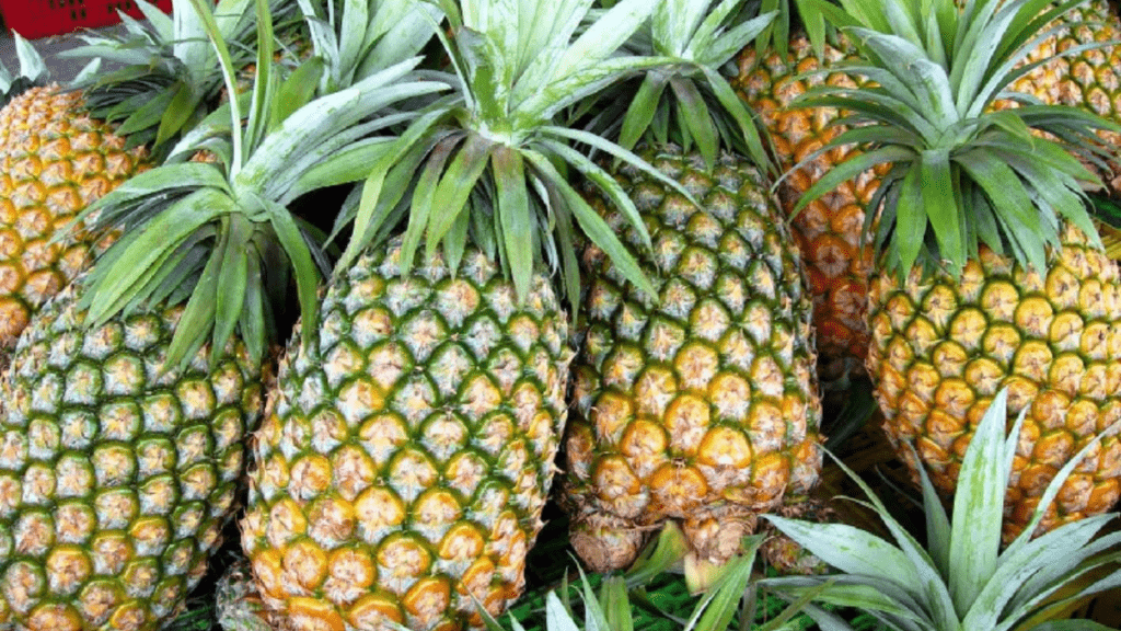 Pineapple Cultivation Method