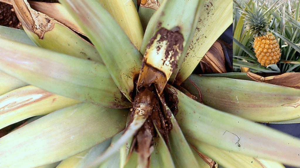 Pest and Disease Control of Pineapple