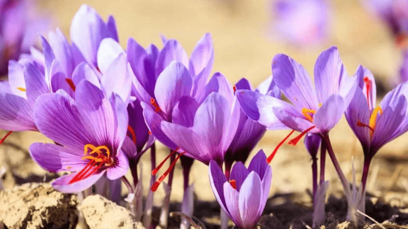 Saffron Cultivation: When and How to Cultivate Saffron?