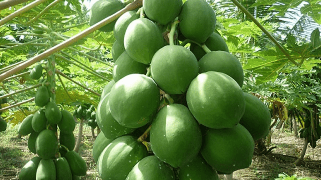 Papaya Cultivation Guidelines