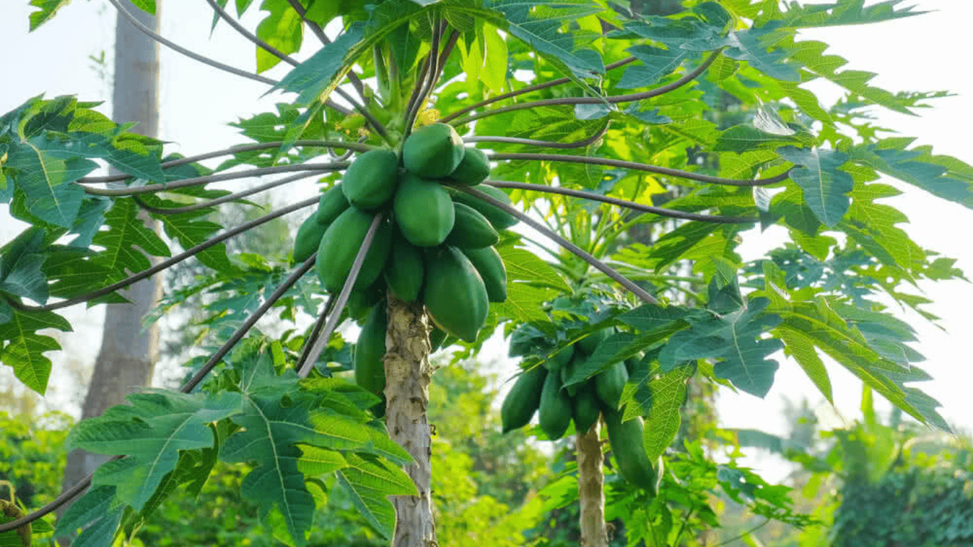 Disease and Insect Control for Papaya