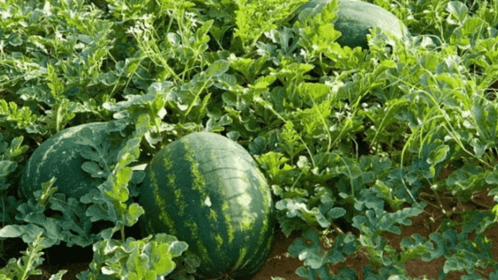 Are you interested in growing watermelon?