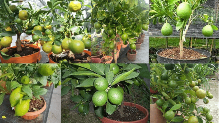 How to Make Lemon Grafts and Plant It in Pots