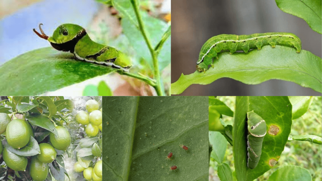 How to Repel Insects from My Lemon Tree at Home – Interest Zoning