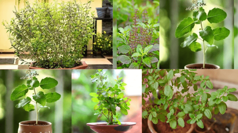 Why keep a Holy Basil or Tulsi at home?