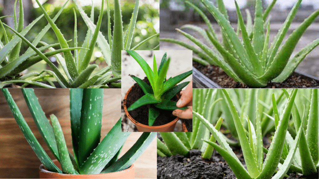 How to Grow Aloe Vera at Home and Its Medicinal Properties