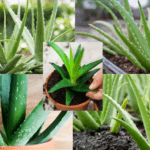 How to Grow Aloe Vera at Home and Its Medicinal Properties