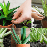 How to Keep Aloe Vera Disease Free