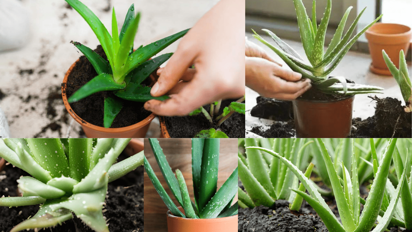 How to Keep Aloe Vera Disease Free