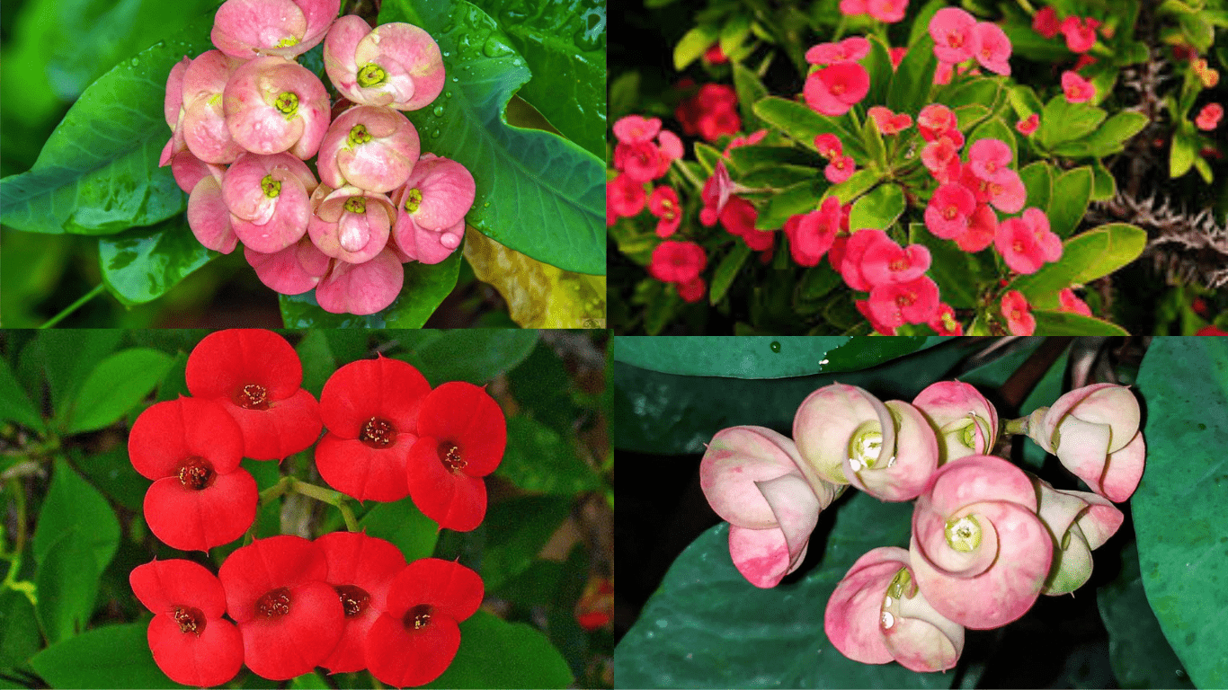 How can Enhance the Beauty of Euphorbia Milli in Garden?