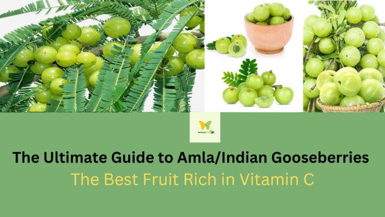 The Ultimate Guide to Amla/Indian Gooseberries: The Best Fruit Rich in Vitamin C